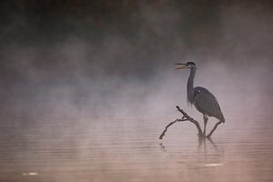 Herbst am See