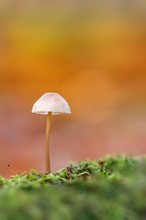 Winter-Helmling im herbstlichen Laubwald