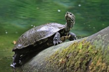 Mauremys rivulata - Kaspische Wasserschildkröte