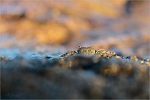 Sonne, Wärme, Wasser, Felsen, Krabben