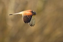 Turmfalke im Rüttelflug