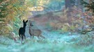 Die Schöne und der Bock