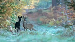 Die Schöne und der Bock