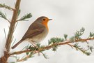 Rotkehlchen im Schnee