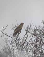 Kaiseradler im Schneefall