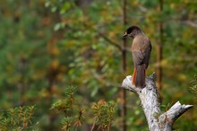 Unglückshäher im herbstlichen Lappland