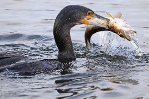 Kormoran mit Hecht