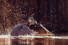 hunting cormorand