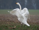 Singschwan (Cygnus cygnus)