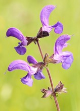 Wiesensalbei