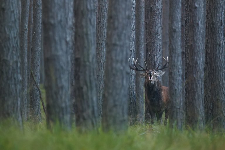 Röhren im Walde