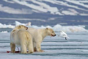 Eisbären Jungtiere