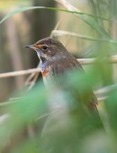 Blaukehlchen im Schilf (2)