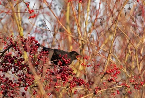 Amsel im Beeren-Schlaraffenland