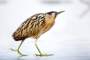 Wie ein Schlittschuhläufer