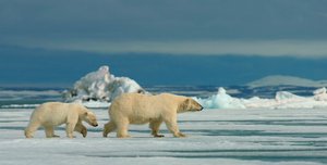 Eisbären Weibchen mit Jungtieren