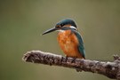 Eisvogel auf dem Ansitz