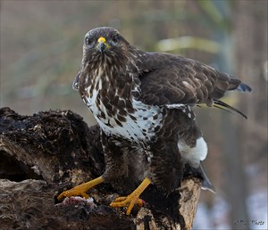 Bussard