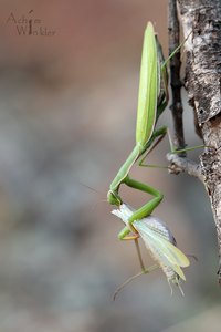 Mantis vs Mantis