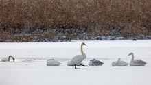 Windstiller Schneefall...