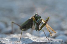 Gottesanbeterin (mantis religiosa)