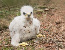 Mäusebussard