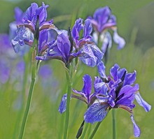 Iris sibirica...