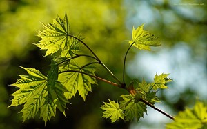 Ahornblätter im Lichtschattenspiel