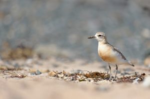 New Zealand dotterel