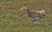 Bekassine  ( Gallinago gallinago )