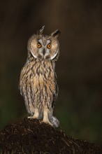 König des Maulwurfhügels