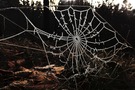 Spinnennetz ganz winterlich