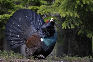 Balztoller Auerhahn