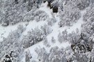 Bergwald im Schnee