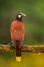 Frohes neues wuenscht Montezumastirnvogel