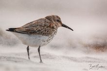 Sanderling