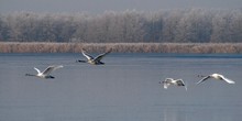 Familie Höckerschwan