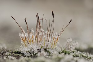 Moos Sporophyten auf Eis,