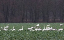 sie sind wieder da