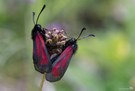 Thymian-Widderchen (Zygaena purpuralis)