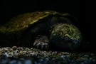 Geierschildkröte