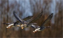 Flugtrio
