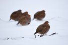 Bunte Murmeln im Schnee