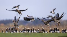 -Takeoff-