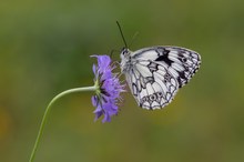 Schmetterling des Jahres 2019 ...