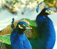 Pfauen - Duo