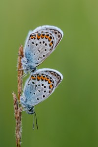 Neu überarbeitetes Bild - Plebejus argus (Männchen)