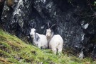 Wild welsh mountain goats 2 Rarität