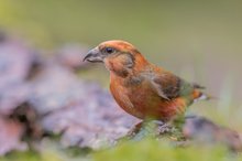 Crossbill