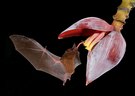 Blütenfledermaus Long-toungued Bat ( Glossophoga spec )